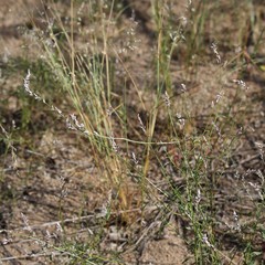 Hermbstaedtia odorata