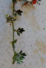 Indigofera sp12