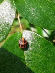 Harmonia axyridis