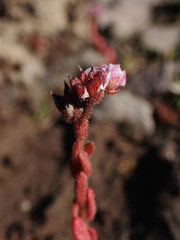 Sedum villosum