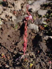 Sedum villosum