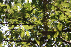 Vireo hypochryseus