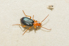 Brachinus crepitans