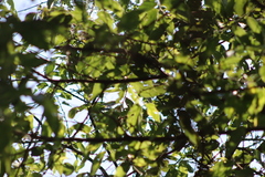 Vireo hypochryseus