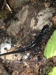 Plethodon glutinosus