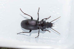 Pterostichus melas