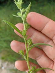 Lipandra polysperma