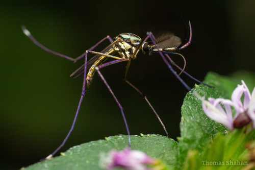 Toxorhynchites rutilus septentrionalis photographed in Oklahoma