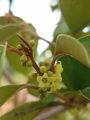 Chrysophyllum mexicanum