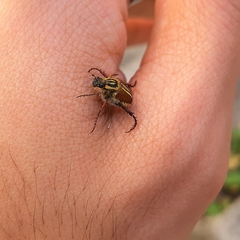 Lepithrix pseudolineata