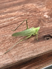 Neoconocephalus retusus