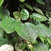 Peperomia macrotricha - Photo (c) Juan Camilo Fernandez, alguns direitos reservados (CC BY-NC), enviado por Juan Camilo Fernandez