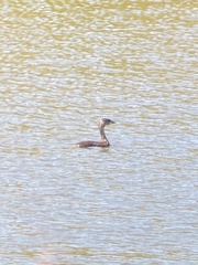 Podilymbus podiceps podiceps