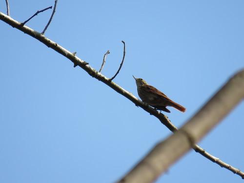 Slender-billed Xenops (Xenops tenuirostris), photo 2
