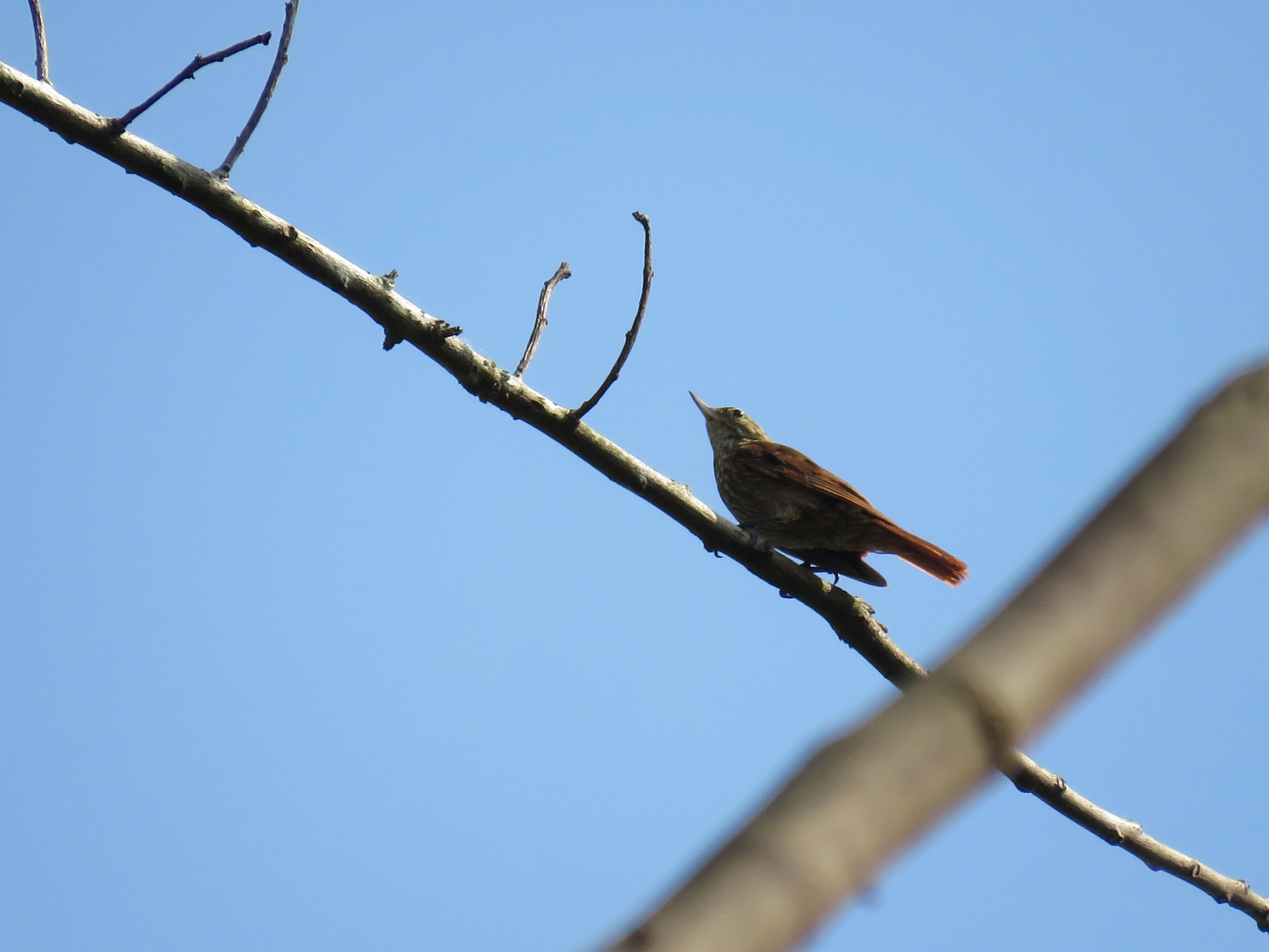 Slender-billed Xenops (Xenops tenuirostris), photo 2