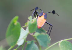 Galaesus hasticornis