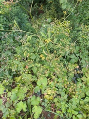 Heracleum sphondylium sibiricum