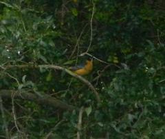 Cossypha dichroa dichroa