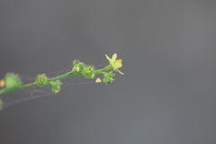 Agrimonia microcarpa