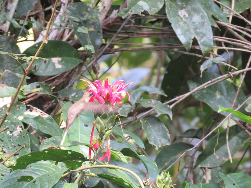 White-bearded Hermit (Phaethornis hispidus), photo 7