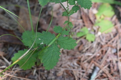 Agrimonia microcarpa