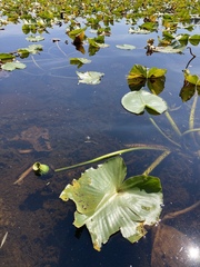 Nuphar polysepala