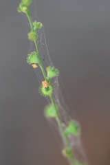 Agrimonia microcarpa
