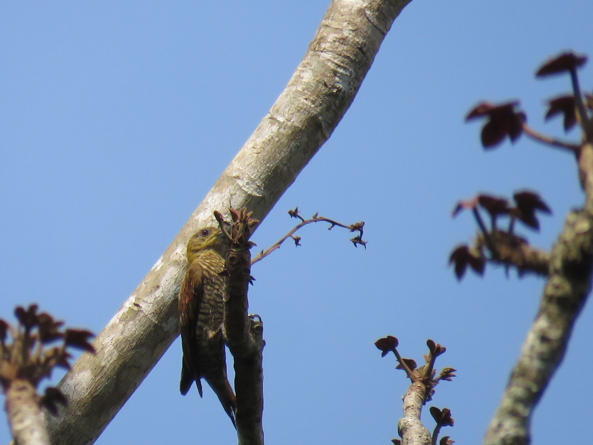 Red-stained Woodpecker illustration