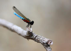 Platycypha caligata caligata