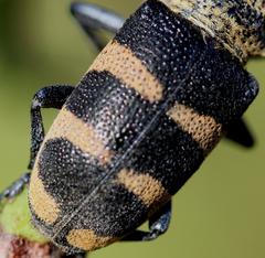 Pycnopsis brachyptera brachyptera