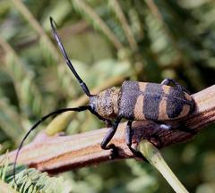 Pycnopsis brachyptera brachyptera