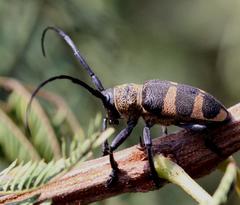 Pycnopsis brachyptera brachyptera
