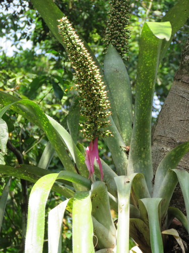 Aechmea castelnavii, photograph 4