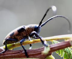 Pycnopsis brachyptera brachyptera