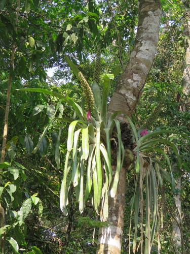 Aechmea castelnavii (Aechmea castelnavii)