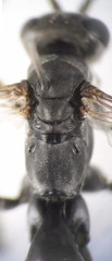 Auplopus rectus