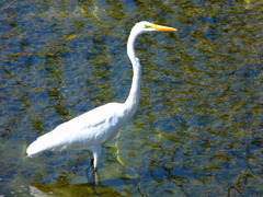 Ardea alba