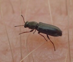 Eschatocrepis constrictus