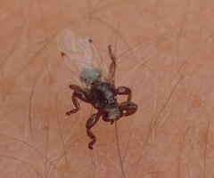 Lipoptena depressa