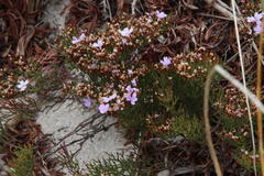 Limonium scabrum scabrum