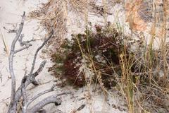 Limonium scabrum scabrum