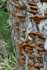 Phellinus piceinus