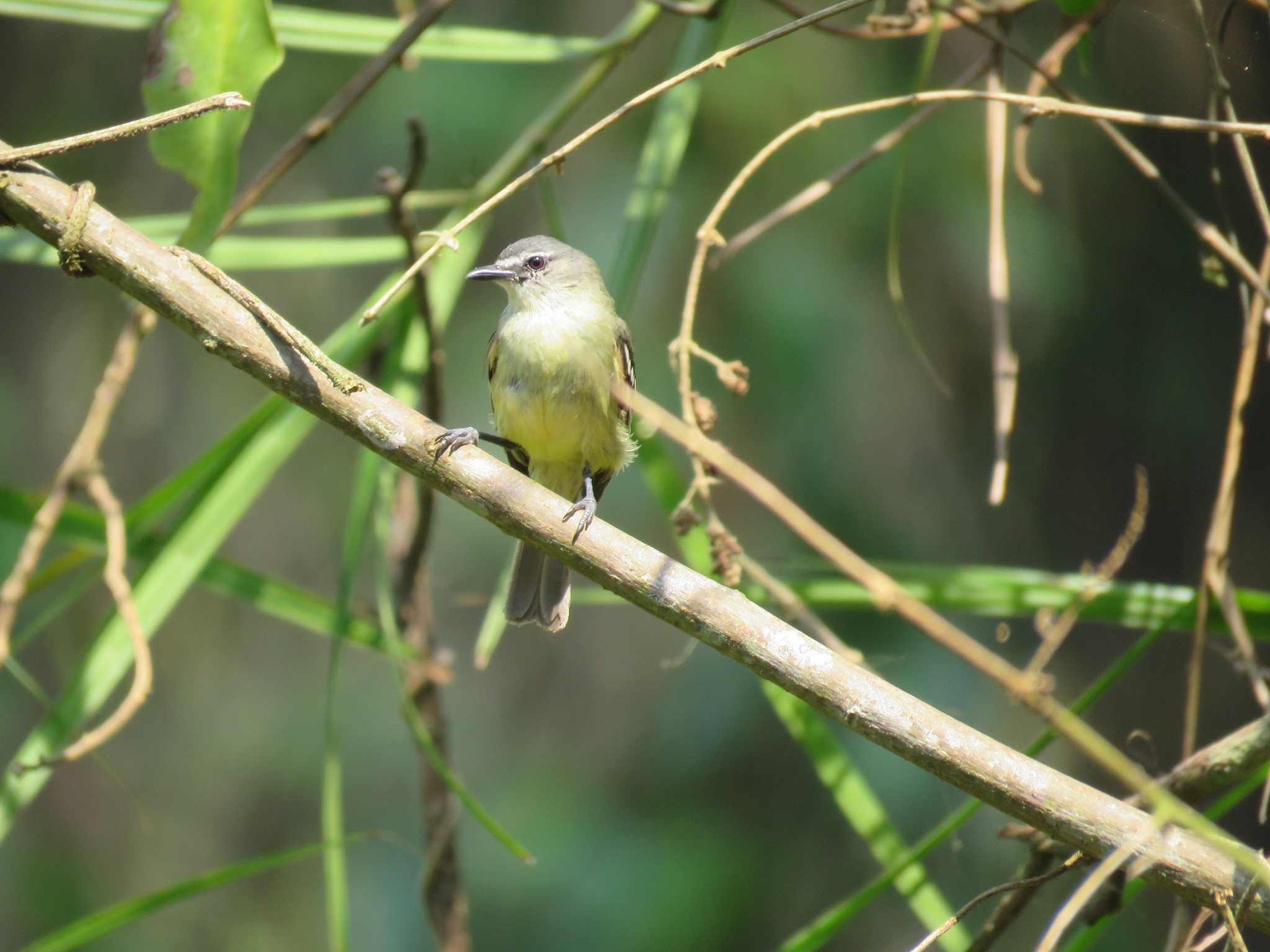 White-lored Tyrannulet illustration