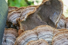Phellinus piceinus