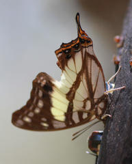 Polyura zoolina