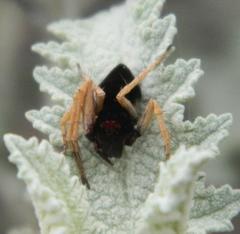 Oxyopes flavipalpis