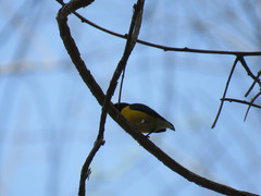 Euphonia minuta