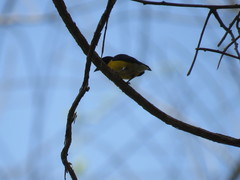 Euphonia minuta
