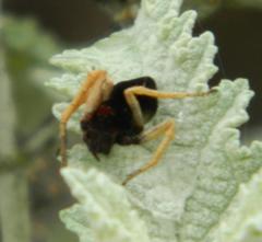 Oxyopes flavipalpis