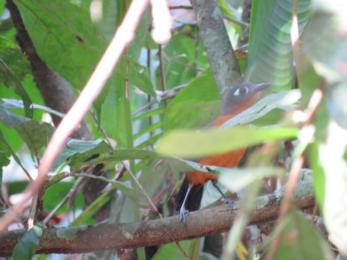 Plumbeous Antbird (Myrmelastes hyperythrus), photo 8